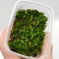 Borneo cushion moss