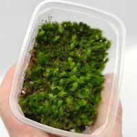 Oplus_17956896 Borneo cushion moss