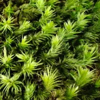 Oplus_17956896 Borneo cushion moss