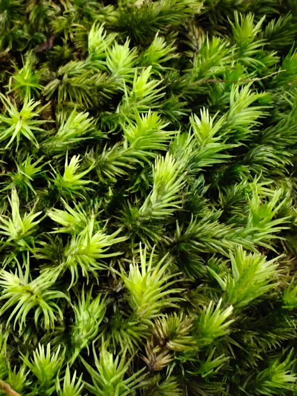 Oplus_17956896 Borneo cushion moss