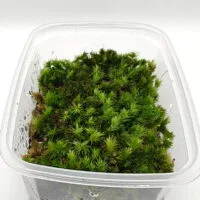 Borneo cushion moss Borneo cushion moss