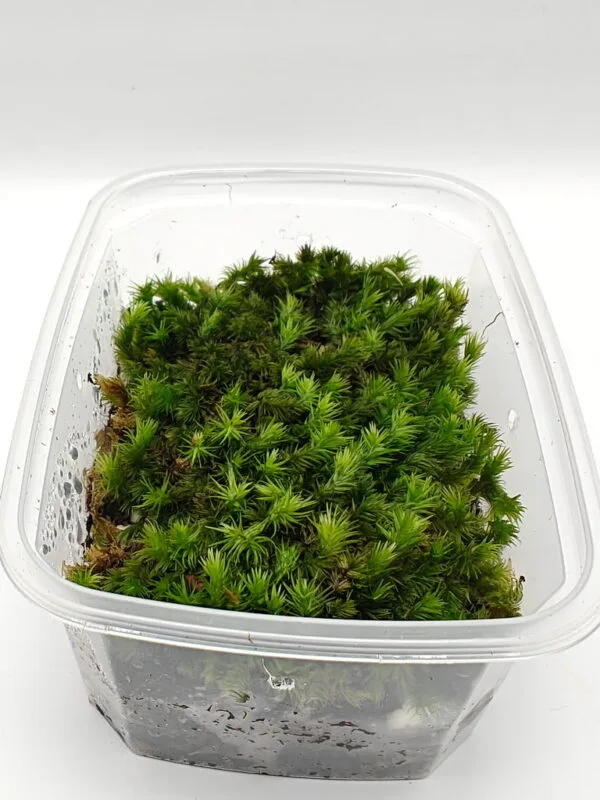 Borneo cushion moss Borneo cushion moss