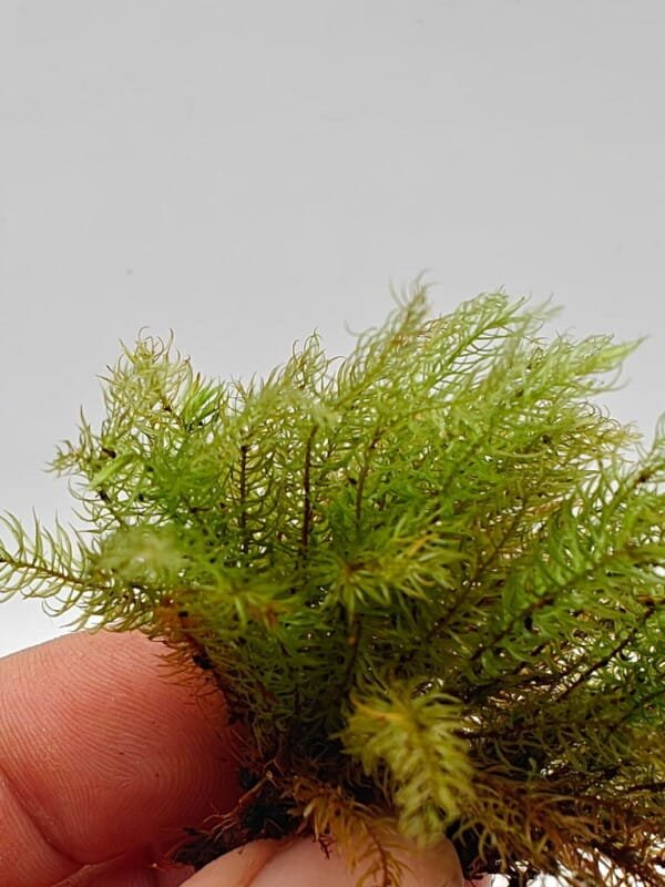 Borneo feather moss Borneo feather moss