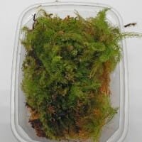 Borneo feather moss