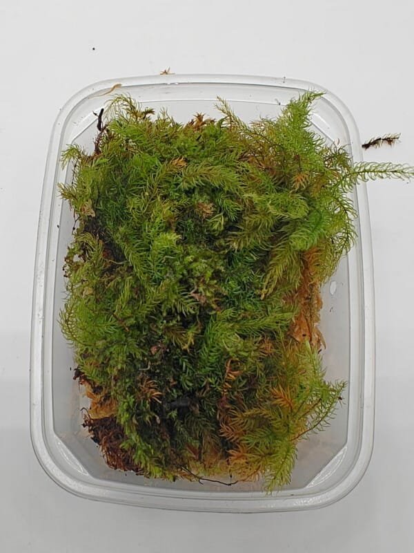 Borneo feather moss Borneo feather moss