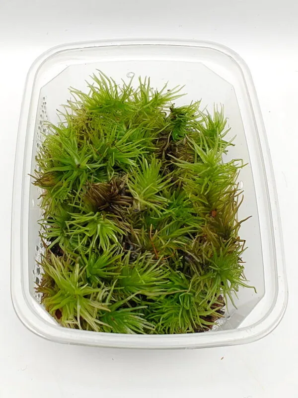 Borneo star moss