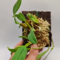 Bulbophyllum ambrosia