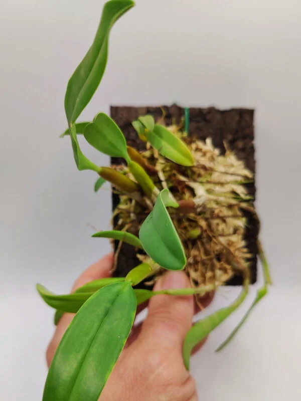 Bulbophyllum ambrosia