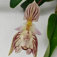 Bulbophyllum ambrosia flower