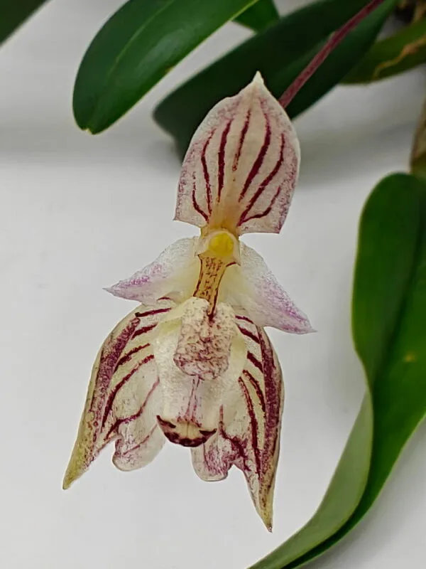 Bulbophyllum ambrosia flower