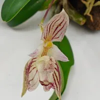 Bulbophyllum ambrosia