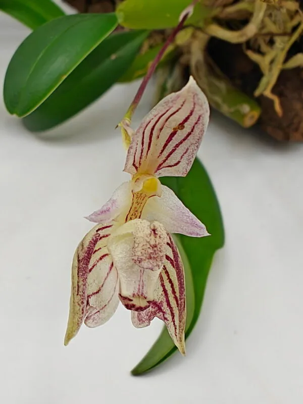 Bulbophyllum ambrosia