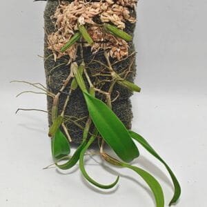 Bulbophyllum kwangtungense
