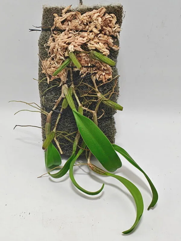 Bulbophyllum kwangtungense