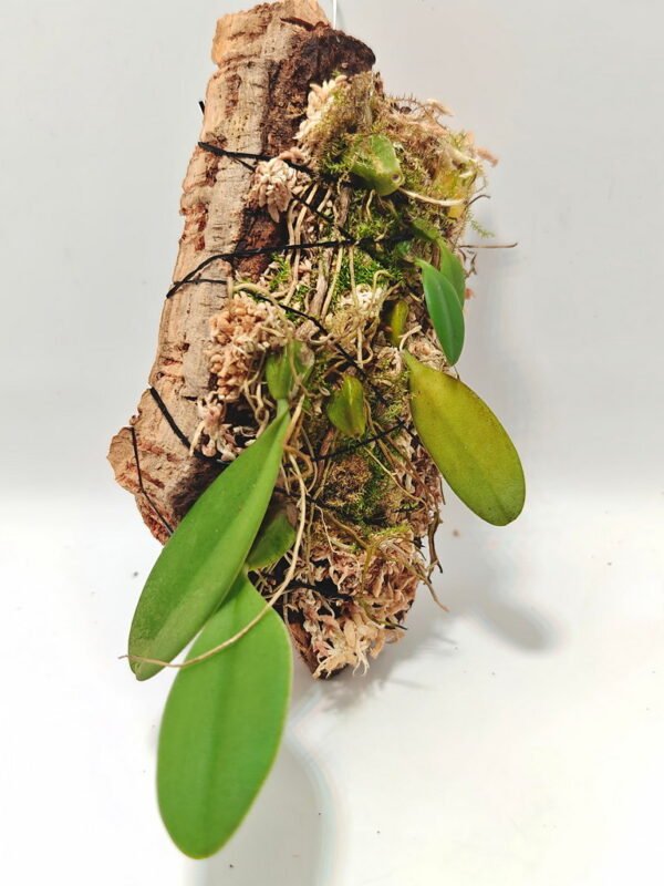 Bulbophyllum mirum