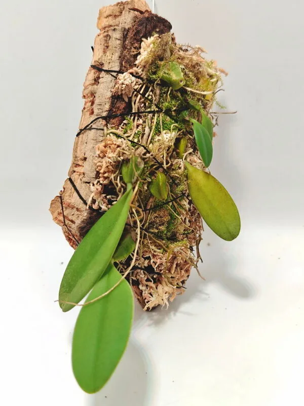 Bulbophyllum mirum