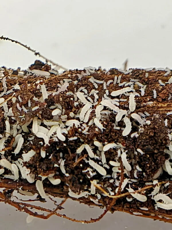 Ceratophysella sp Snowflake Ceratophysella sp Snowflake