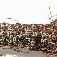 Ceratophysella sp Snowflake Ceratophysella sp Snowflake