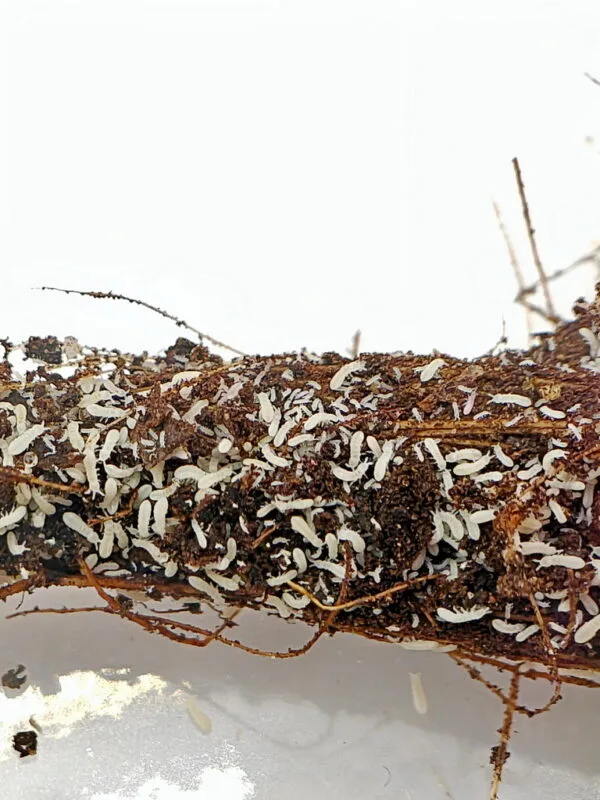 Ceratophysella sp Snowflake