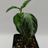Chamaeranthemum beyrichii Chamaeranthemum beyrichii
