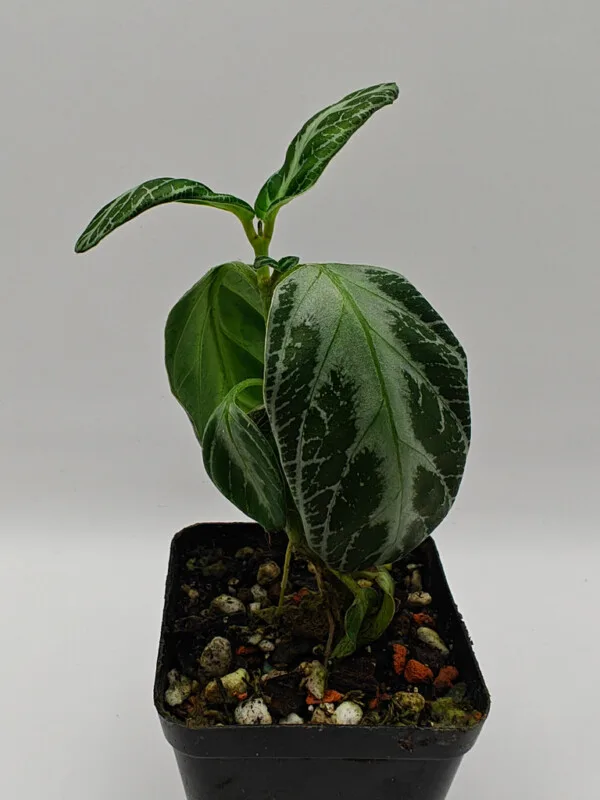 Chamaeranthemum beyrichii Chamaeranthemum beyrichii