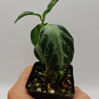 Chamaeranthemum beyrichii Chamaeranthemum beyrichii