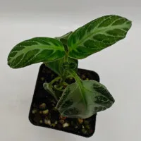 Chamaeranthemum beyrichii Chamaeranthemum beyrichii