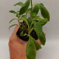 Columnea schiedeana Columnea schiedeana