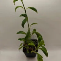 Columnea schiedeana Columnea schiedeana