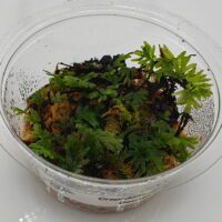 Crepidomanes sp Borneo