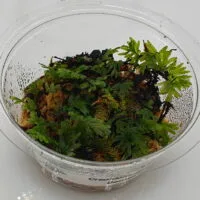 Crepidomanes sp Borneo
