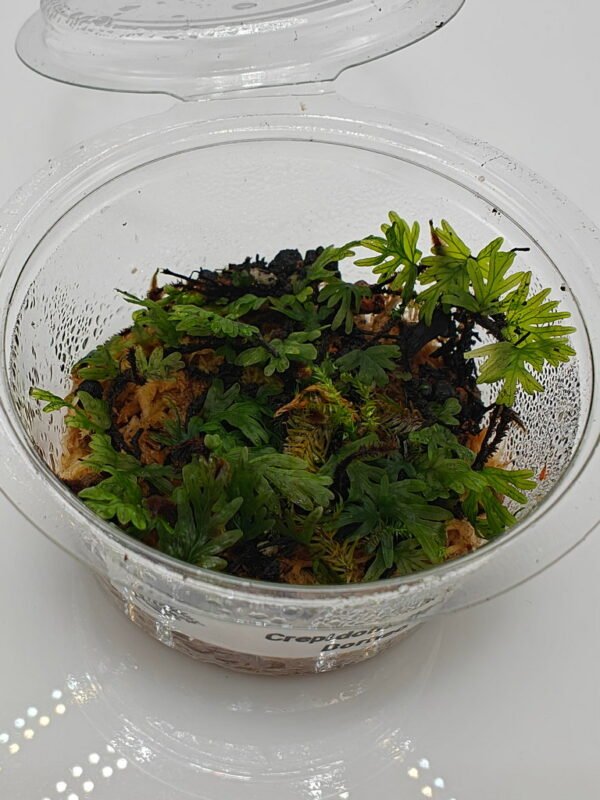 Crepidomanes sp Borneo