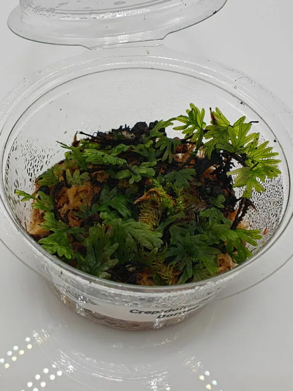 Crepidomanes sp Borneo