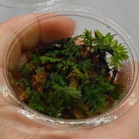 Crepidomanes sp Borneo