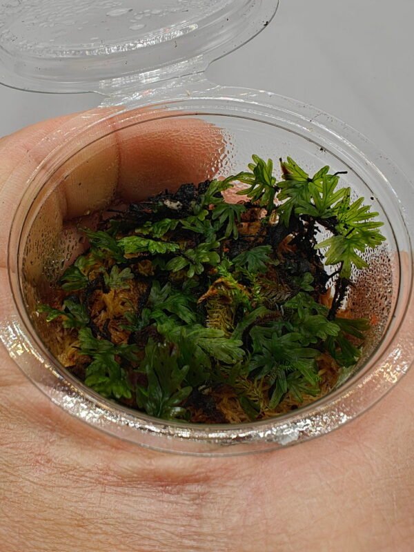 Crepidomanes sp Borneo