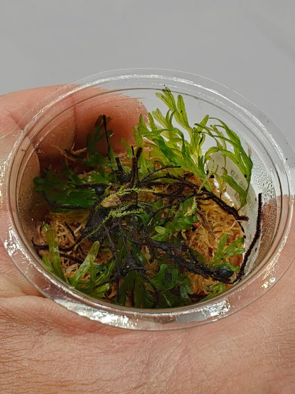 Crepidomanes Grape Leaf