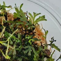 Crepidomanes malabaricum