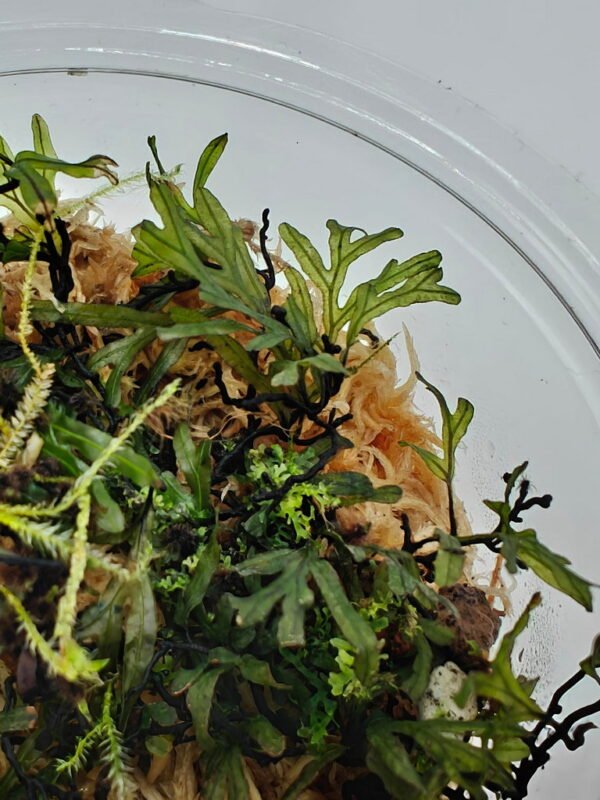 Crepidomanes malabaricum