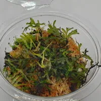 Crepidomanes malabaricum