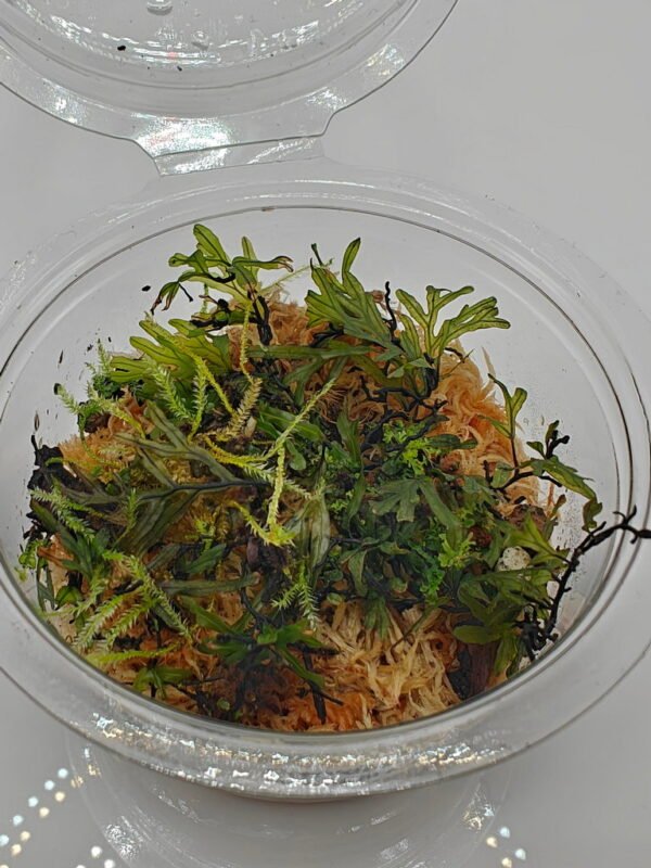 Crepidomanes malabaricum