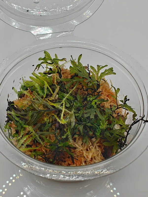 Crepidomanes malabaricum
