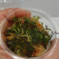 Crepidomanes malabaricum