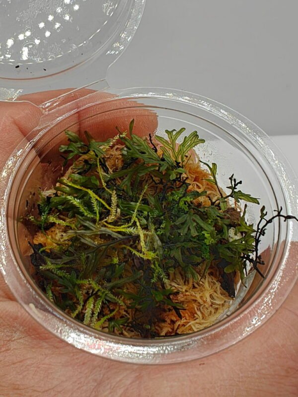 Crepidomanes malabaricum