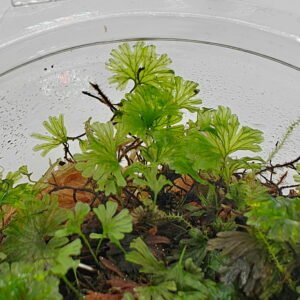 Crepidomanes minutum