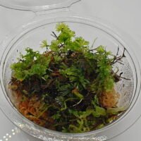 Crepidomanes minutum