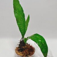 Deparia lancea variegata Deparia lancea variegata