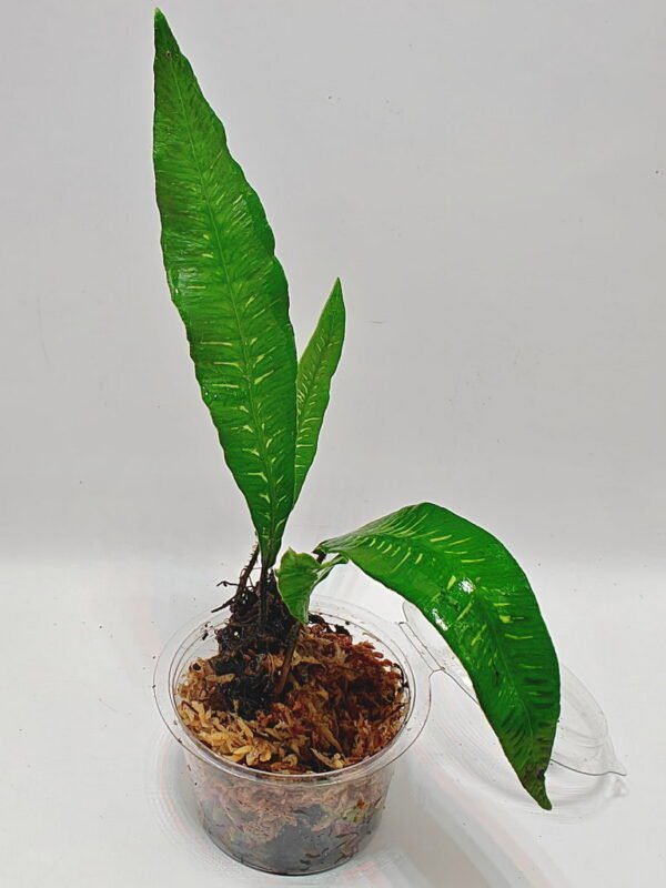 Deparia lancea variegata