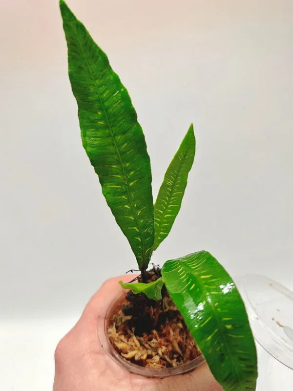 Deparia lancea variegata