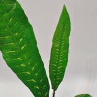 Deparia lancea variegata Deparia lancea variegata