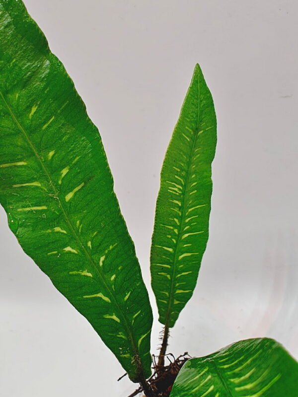 Deparia lancea variegata Deparia lancea variegata